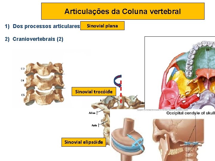 Articulações da Coluna vertebral 1) Dos processos articulares Sinovial plana 2) Craniovertebrais (2) Sinovial
