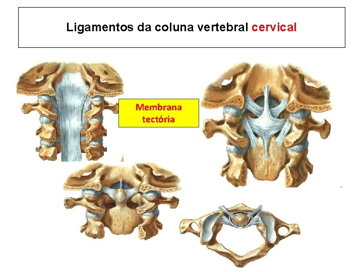 Ligamentos da coluna vertebral cervical Membrana Lig. cruciforme tectória 