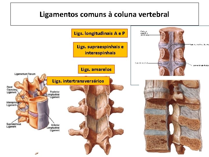 Ligamentos comuns à coluna vertebral Ligs. longitudinais A e P Ligs. supraespinhais e interespinhais