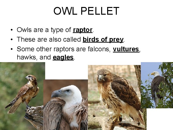 OWL PELLET • Owls are a type of raptor. • These are also called