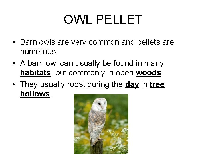 OWL PELLET • Barn owls are very common and pellets are numerous. • A