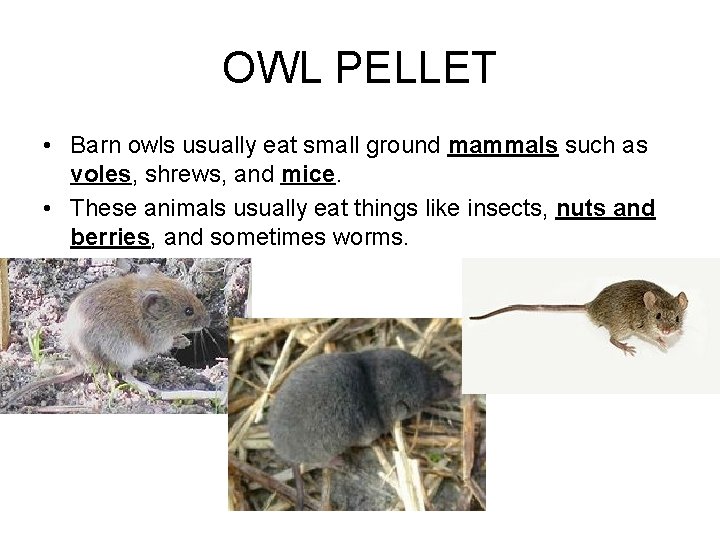 OWL PELLET • Barn owls usually eat small ground mammals such as voles, shrews,