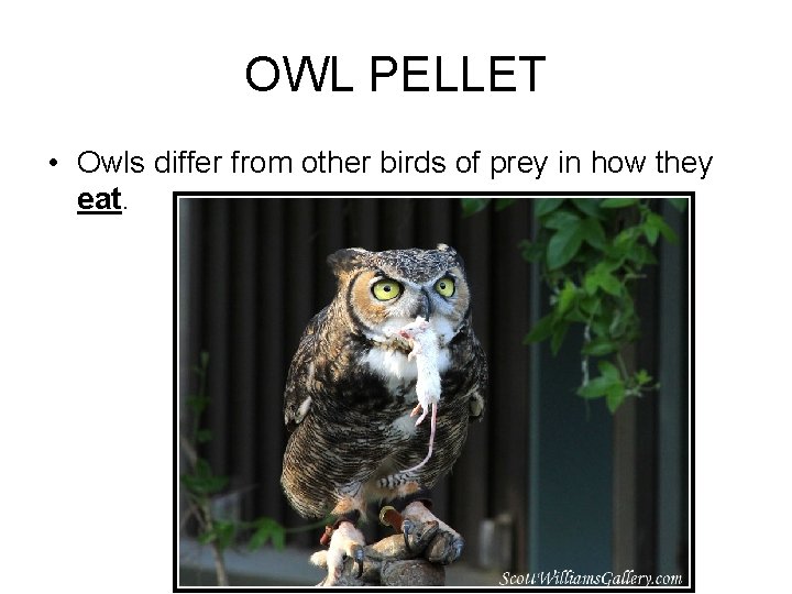 OWL PELLET • Owls differ from other birds of prey in how they eat.