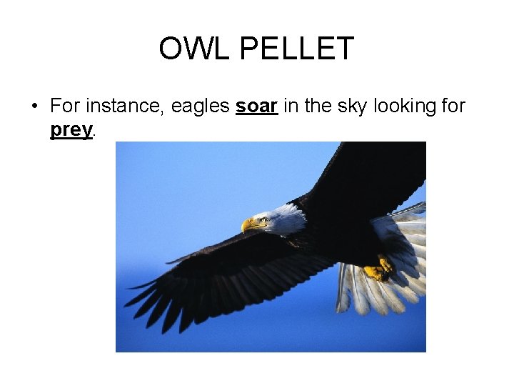 OWL PELLET • For instance, eagles soar in the sky looking for prey. 