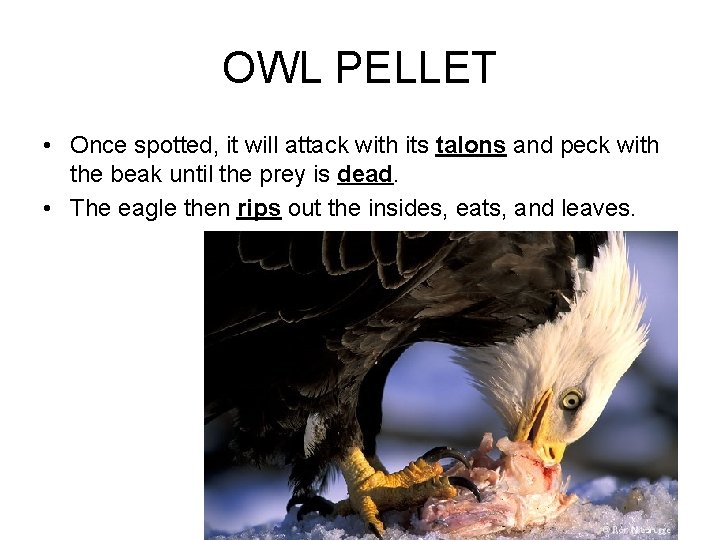 OWL PELLET • Once spotted, it will attack with its talons and peck with