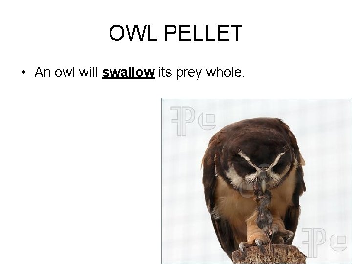 OWL PELLET • An owl will swallow its prey whole. 