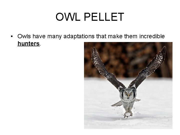 OWL PELLET • Owls have many adaptations that make them incredible hunters. 