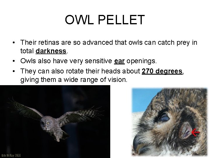 OWL PELLET • Their retinas are so advanced that owls can catch prey in