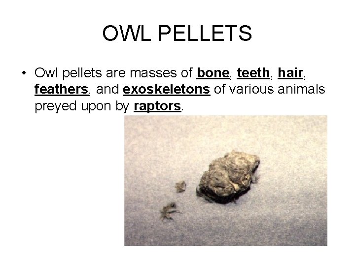 OWL PELLETS • Owl pellets are masses of bone, teeth, hair, feathers, and exoskeletons