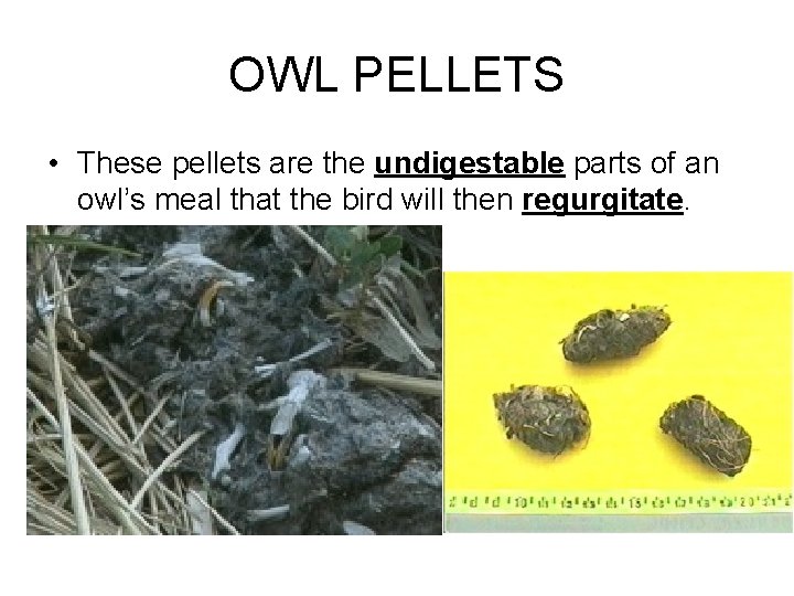 OWL PELLETS • These pellets are the undigestable parts of an owl’s meal that