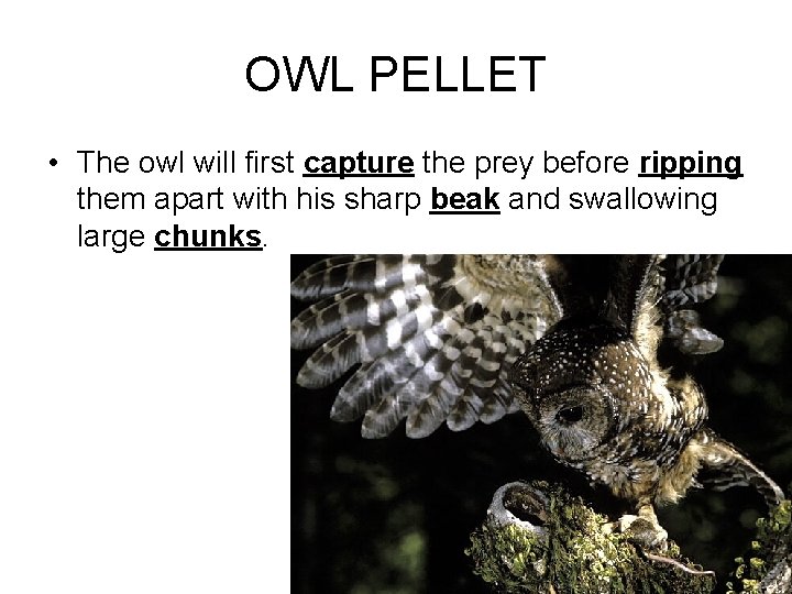 OWL PELLET • The owl will first capture the prey before ripping them apart