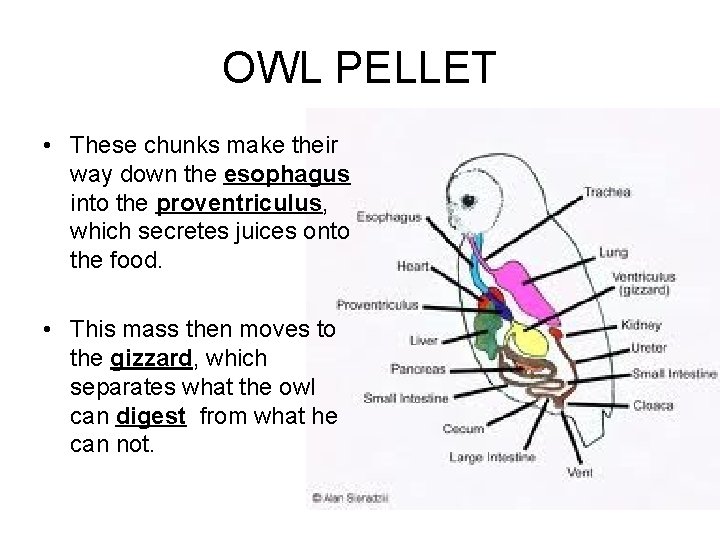 OWL PELLET • These chunks make their way down the esophagus into the proventriculus,
