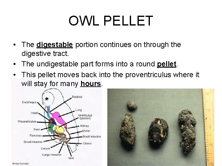 OWL PELLET • The digestable portion continues on through the digestive tract. • The