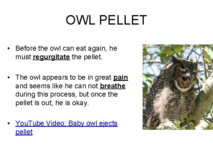 OWL PELLET • Before the owl can eat again, he must regurgitate the pellet.