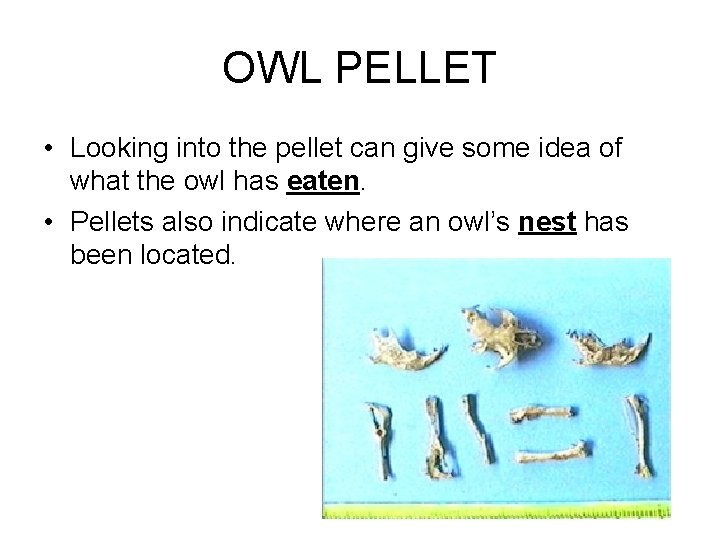 OWL PELLET • Looking into the pellet can give some idea of what the