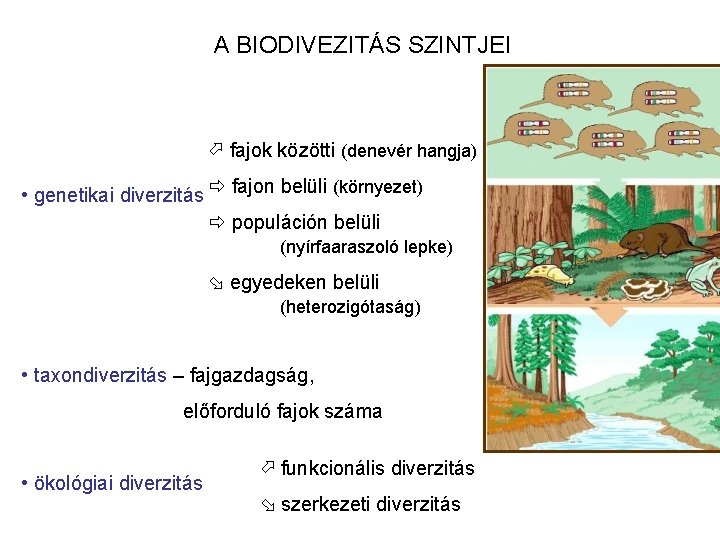 A BIODIVEZITÁS SZINTJEI fajok közötti (denevér hangja) • genetikai diverzitás fajon belüli (környezet) populáción