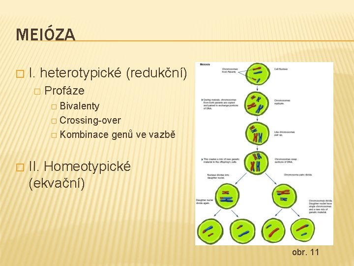MEIÓZA � I. heterotypické (redukční) � Profáze � Bivalenty � Crossing-over � Kombinace �
