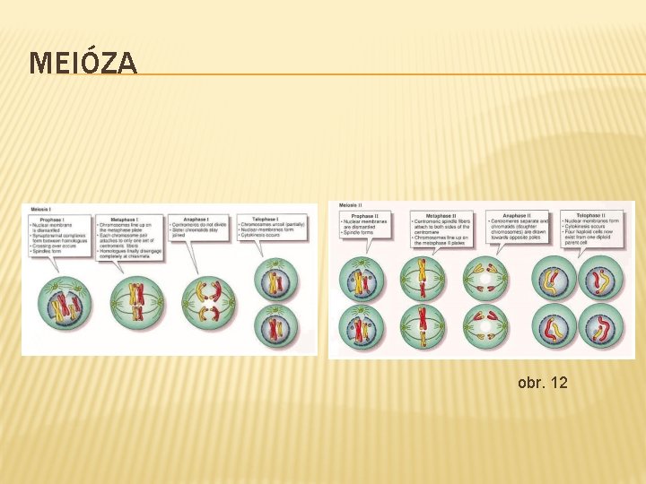 MEIÓZA obr. 12 