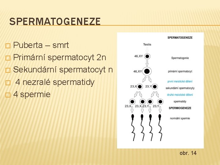 SPERMATOGENEZE Puberta – smrt � Primární spermatocyt 2 n � Sekundární spermatocyt n �