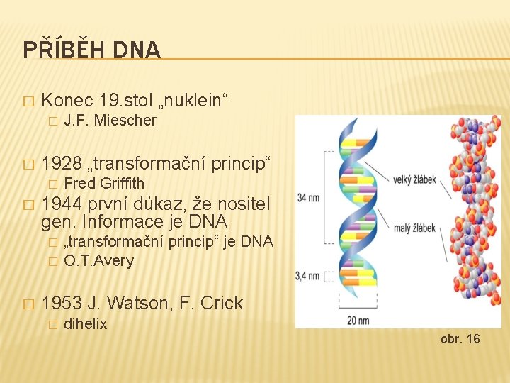 PŘÍBĚH DNA � Konec 19. stol „nuklein“ � � 1928 „transformační princip“ � �