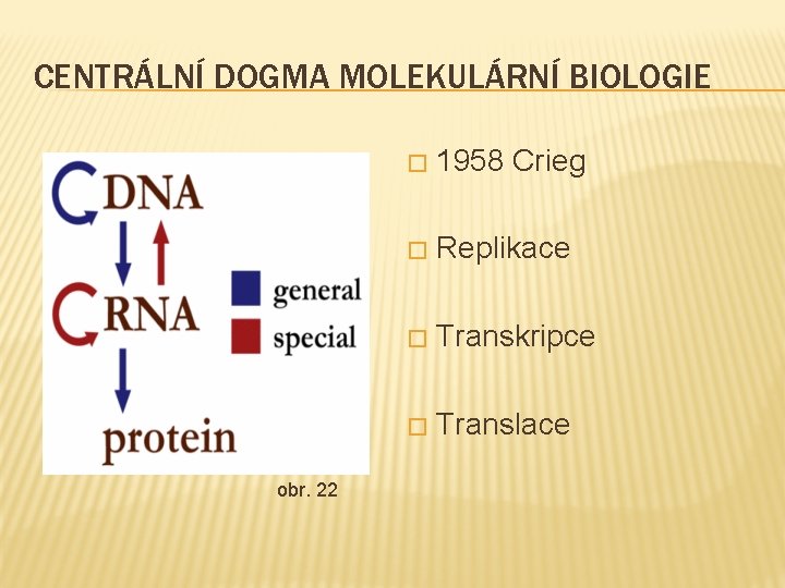 CENTRÁLNÍ DOGMA MOLEKULÁRNÍ BIOLOGIE obr. 22 � 1958 Crieg � Replikace � Transkripce �