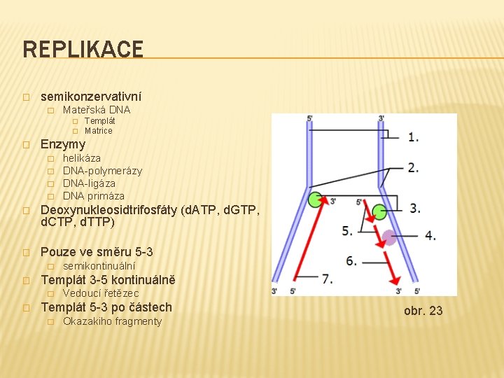 REPLIKACE � semikonzervativní � Mateřská DNA � � � Templát Matrice Enzymy � �