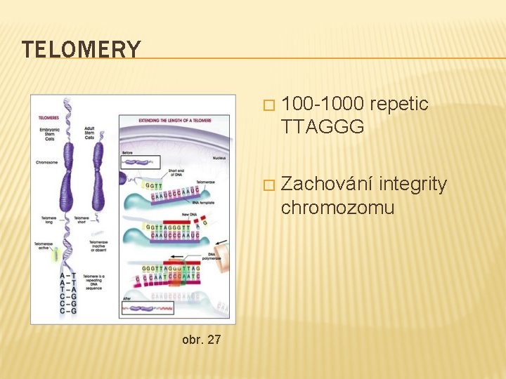 TELOMERY obr. 27 � 100 -1000 repetic TTAGGG � Zachování integrity chromozomu 