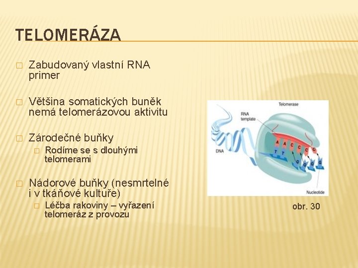TELOMERÁZA � Zabudovaný vlastní RNA primer � Většina somatických buněk nemá telomerázovou aktivitu �