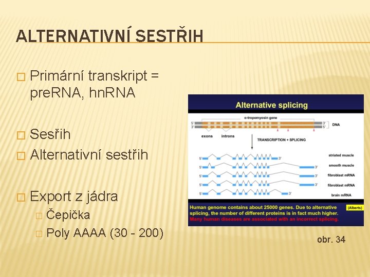 ALTERNATIVNÍ SESTŘIH � Primární transkript = pre. RNA, hn. RNA Sesřih � Alternativní sestřih