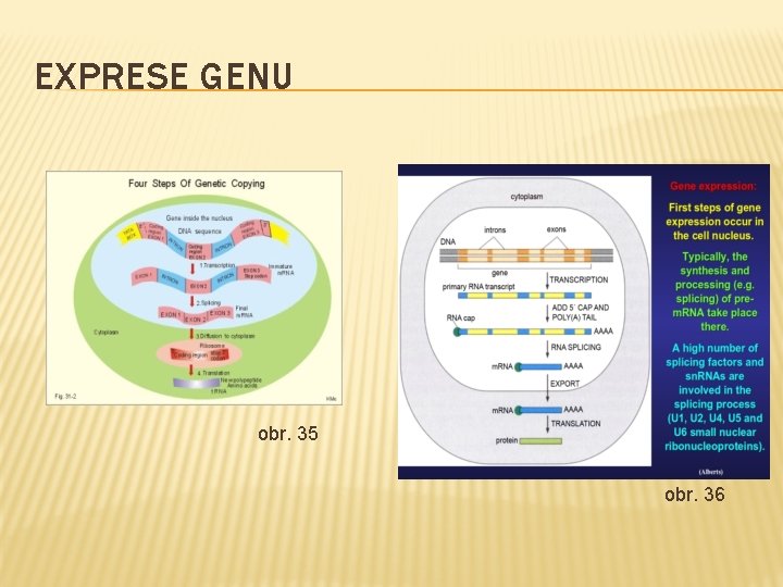 EXPRESE GENU obr. 35 obr. 36 