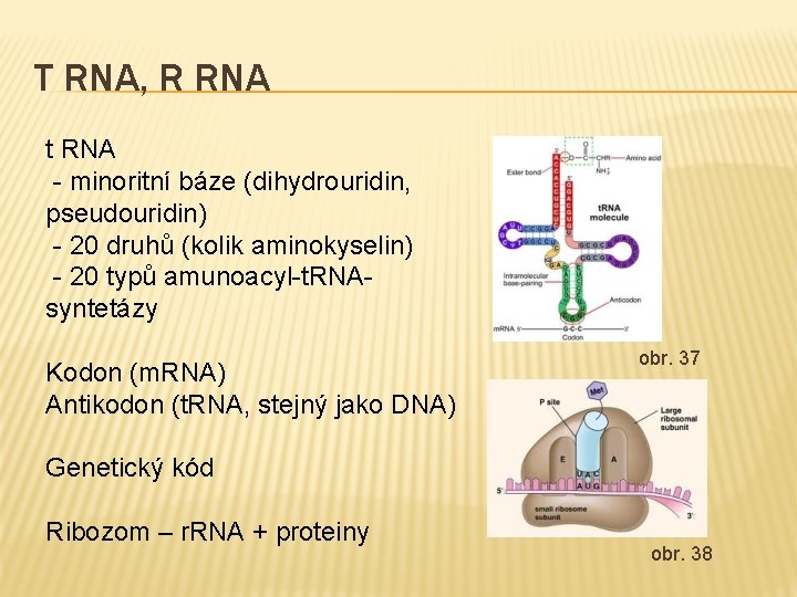 T RNA, R RNA t RNA - minoritní báze (dihydrouridin, pseudouridin) - 20 druhů