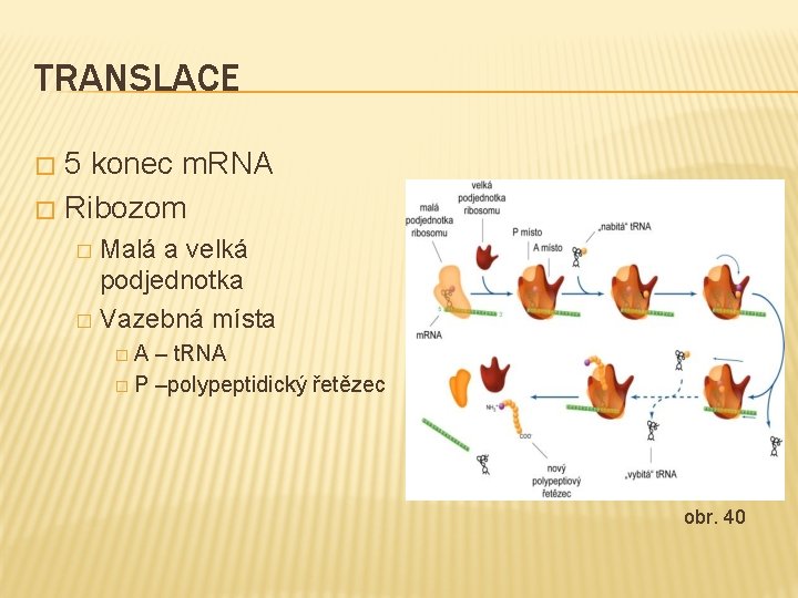 TRANSLACE 5 konec m. RNA � Ribozom � Malá a velká podjednotka � Vazebná