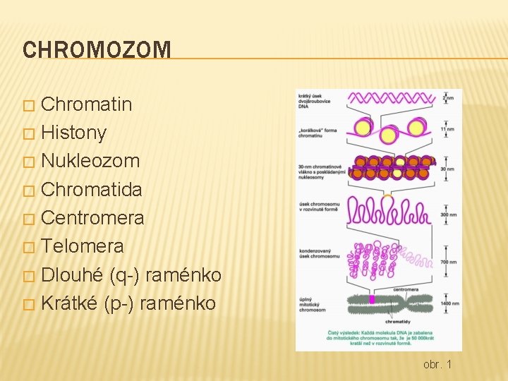 CHROMOZOM Chromatin � Histony � Nukleozom � Chromatida � Centromera � Telomera � Dlouhé