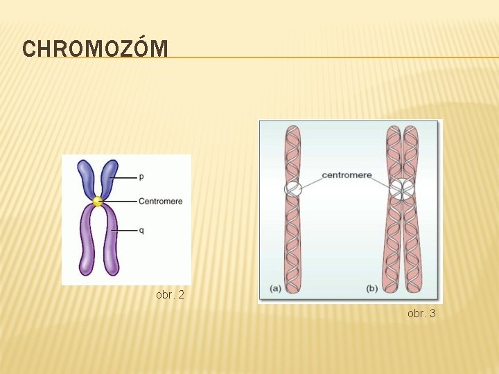 CHROMOZÓM obr. 2 obr. 3 