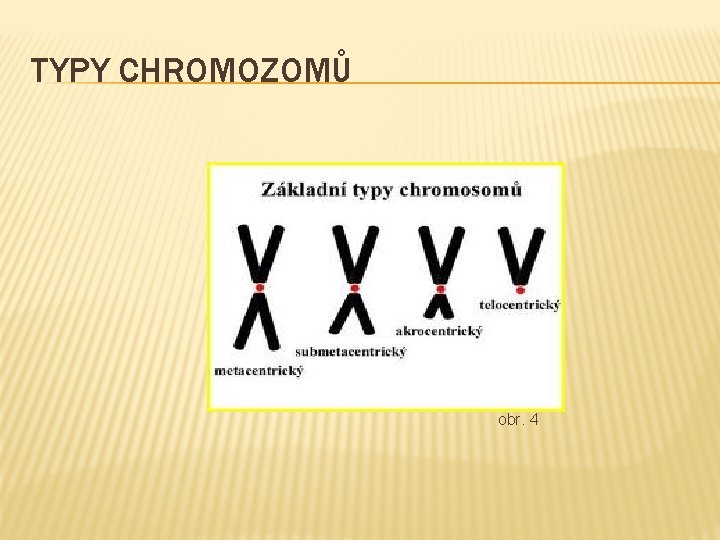 TYPY CHROMOZOMŮ obr. 4 