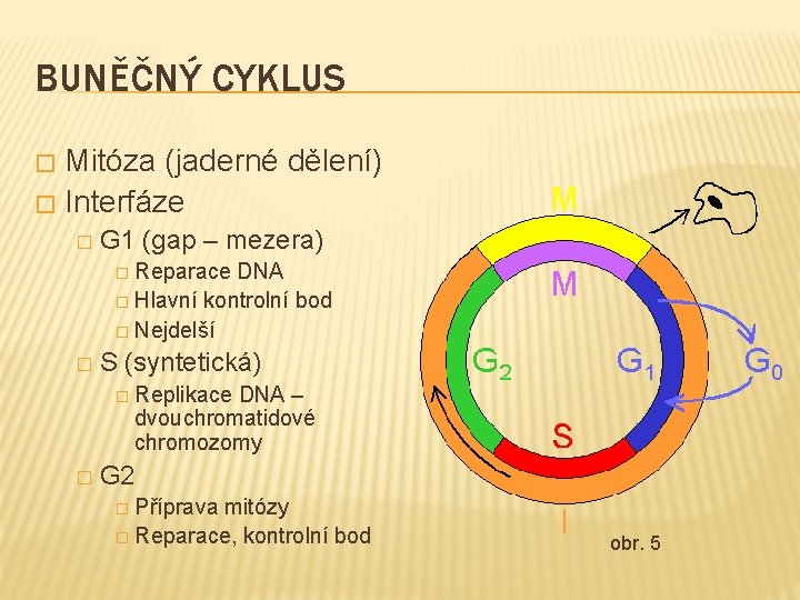 BUNĚČNÝ CYKLUS Mitóza (jaderné dělení) � Interfáze � � G 1 (gap – mezera)