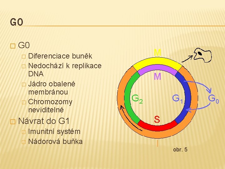 G 0 � G 0 Diferenciace buněk � Nedochází k replikace DNA � Jádro