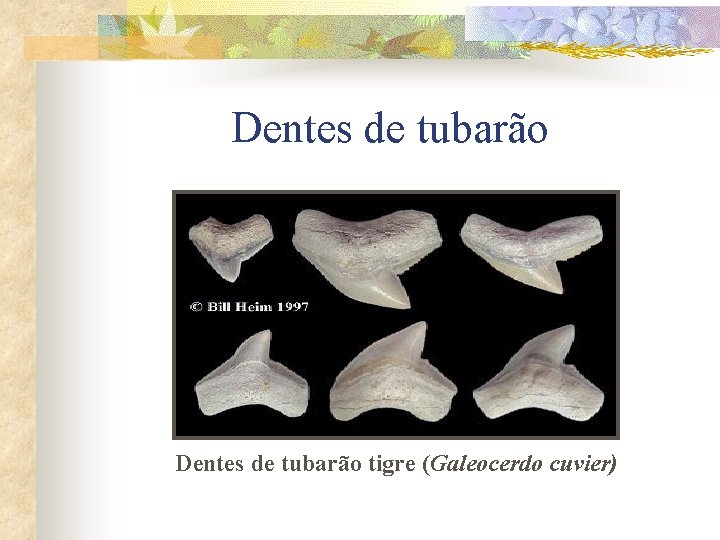 Dentes de tubarão tigre (Galeocerdo cuvier) 