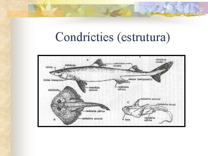 Condrícties (estrutura) 