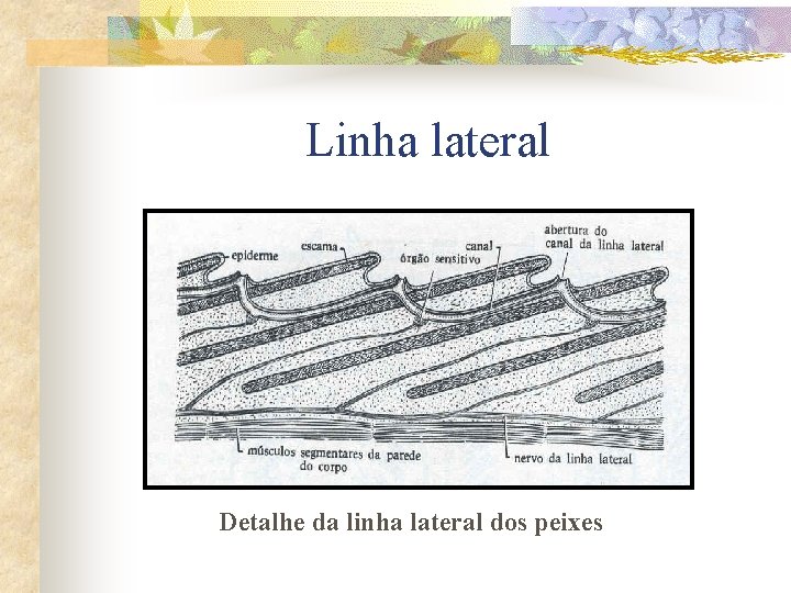 Linha lateral Detalhe da linha lateral dos peixes 