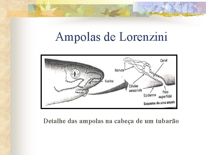 Ampolas de Lorenzini Detalhe das ampolas na cabeça de um tubarão 