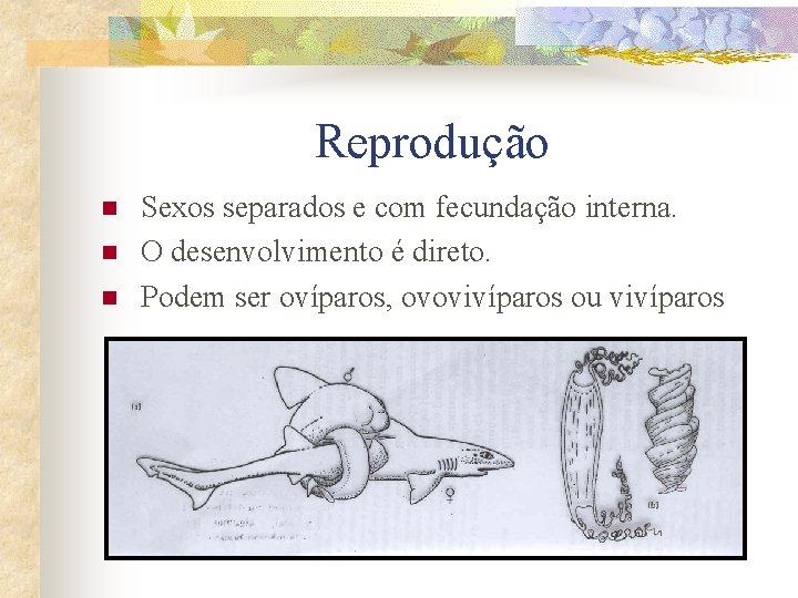 Reprodução n n n Sexos separados e com fecundação interna. O desenvolvimento é direto.