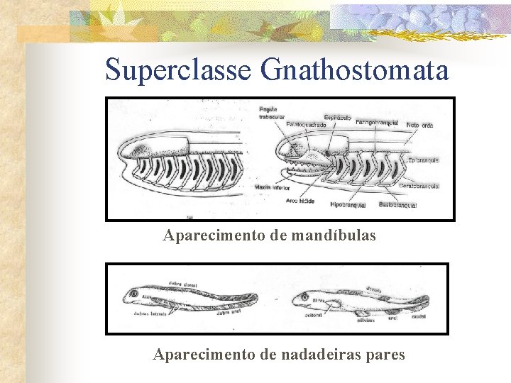 Superclasse Gnathostomata Aparecimento de mandíbulas Aparecimento de nadadeiras pares 