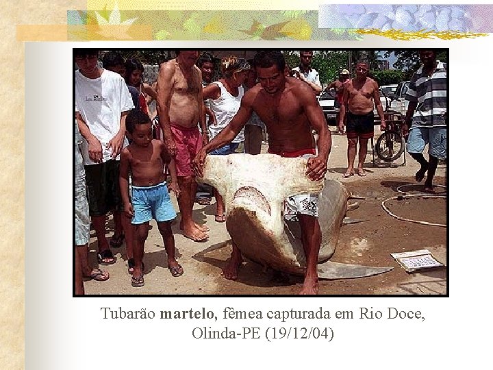 Tubarão martelo, fêmea capturada em Rio Doce, Olinda-PE (19/12/04) 