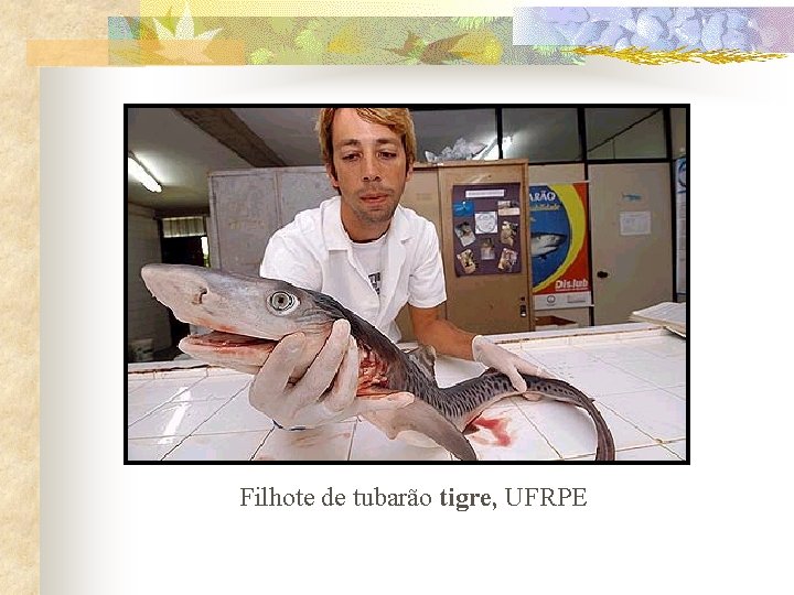 Filhote de tubarão tigre, UFRPE 