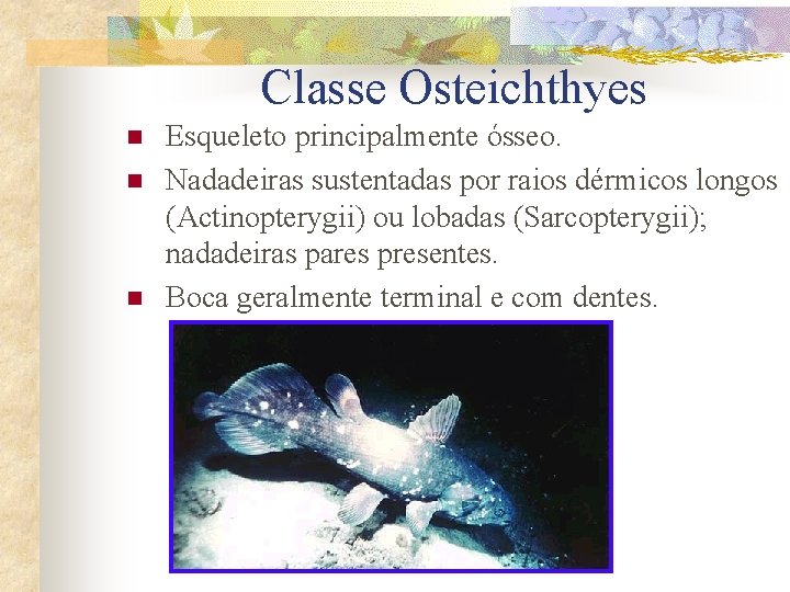 Classe Osteichthyes n n n Esqueleto principalmente ósseo. Nadadeiras sustentadas por raios dérmicos longos