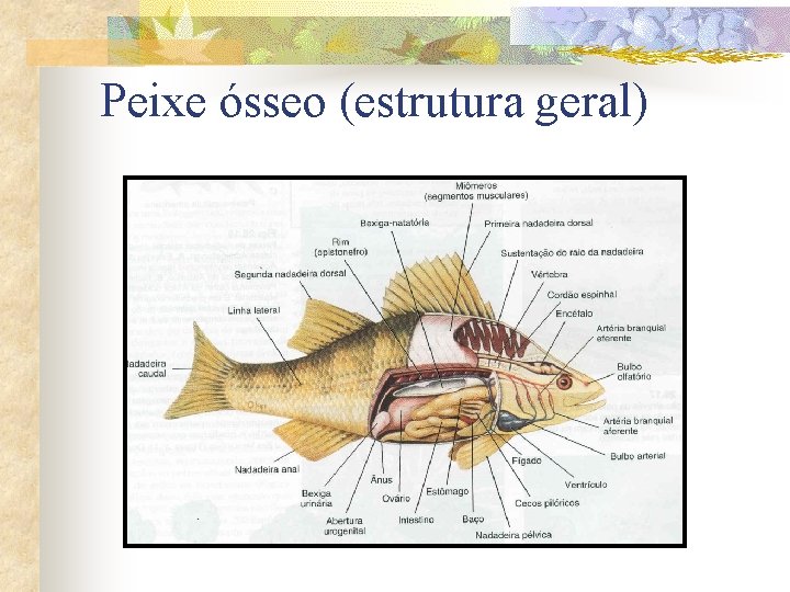 Peixe ósseo (estrutura geral) 