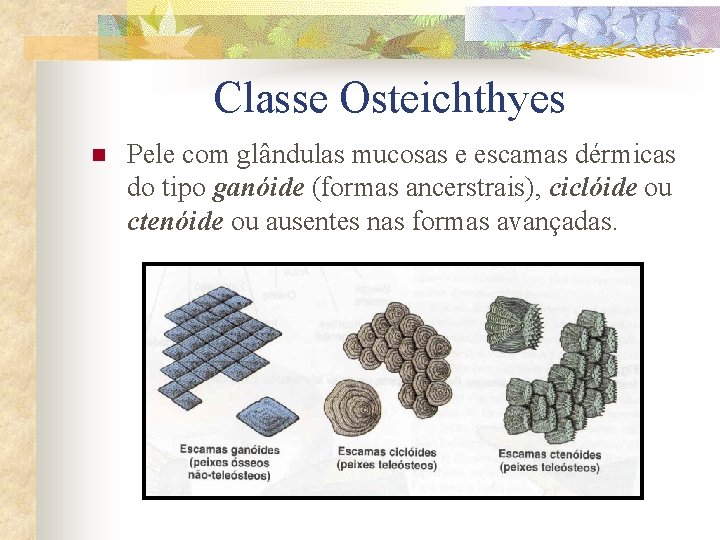 Classe Osteichthyes n Pele com glândulas mucosas e escamas dérmicas do tipo ganóide (formas