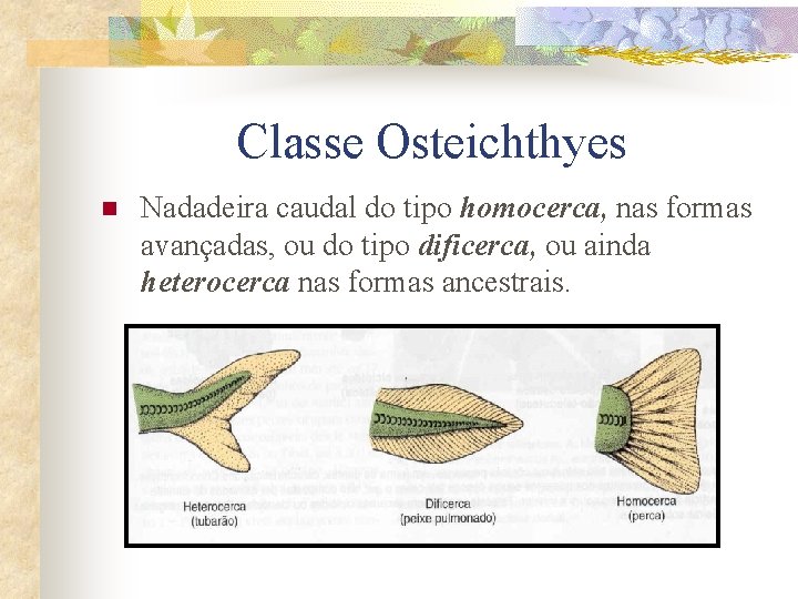 Classe Osteichthyes n Nadadeira caudal do tipo homocerca, nas formas avançadas, ou do tipo