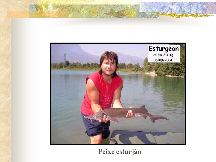 Peixe esturjão 